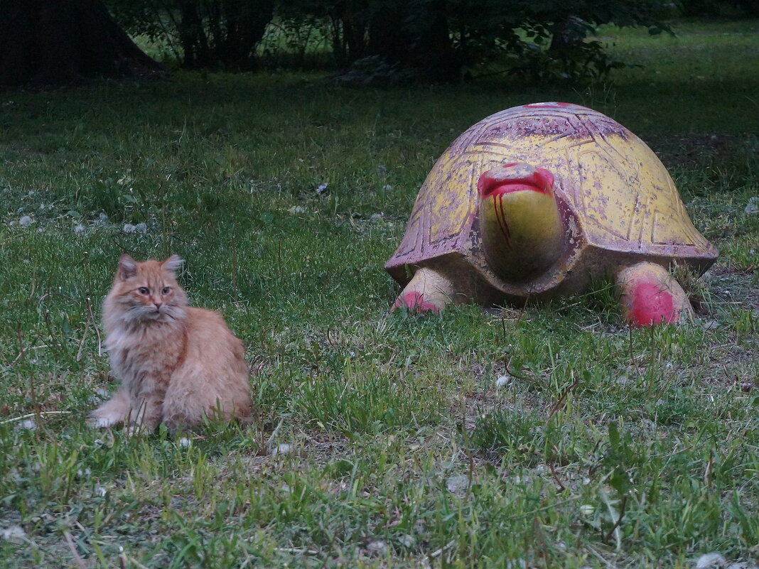 котяра и черепаха - zavitok *