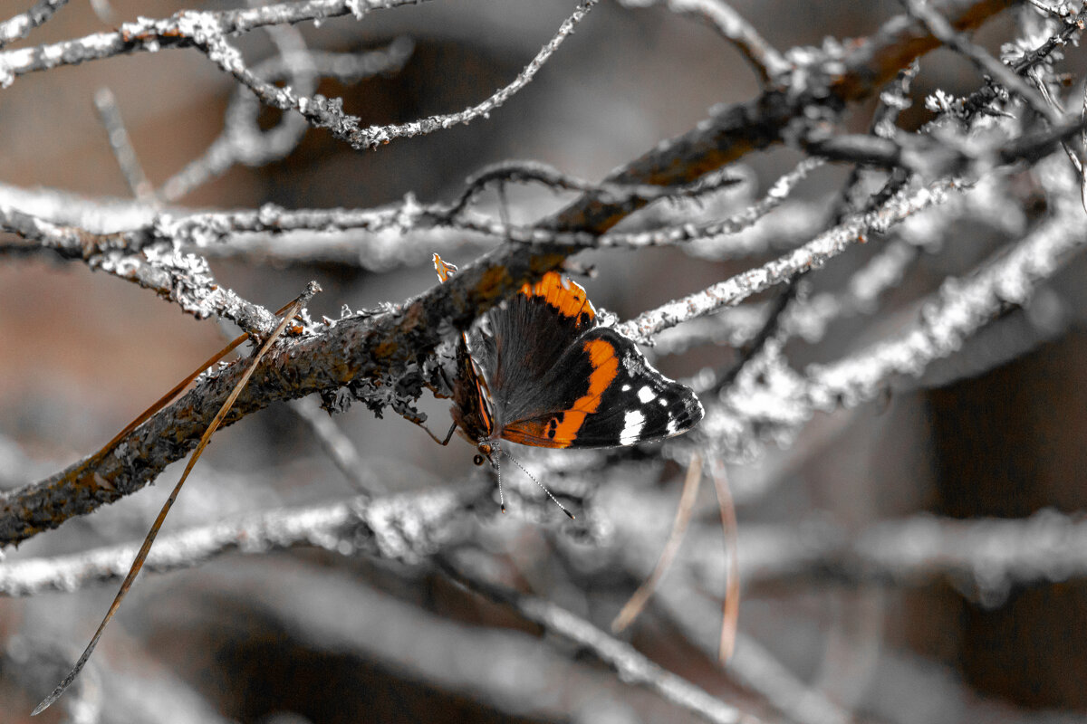 "Бабочка и зимний лес..." - Сяргей Зайцаў (Lesavik)