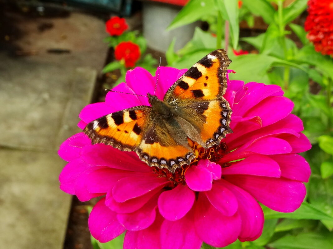 Сонцевик кропив&#39;яний (Aglais urticae) — метелик з родини сонцевики - Ivan Vodonos