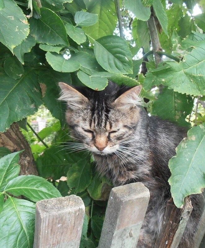 Кот Мура прячется в листьях бузины от жары - Наталья 
