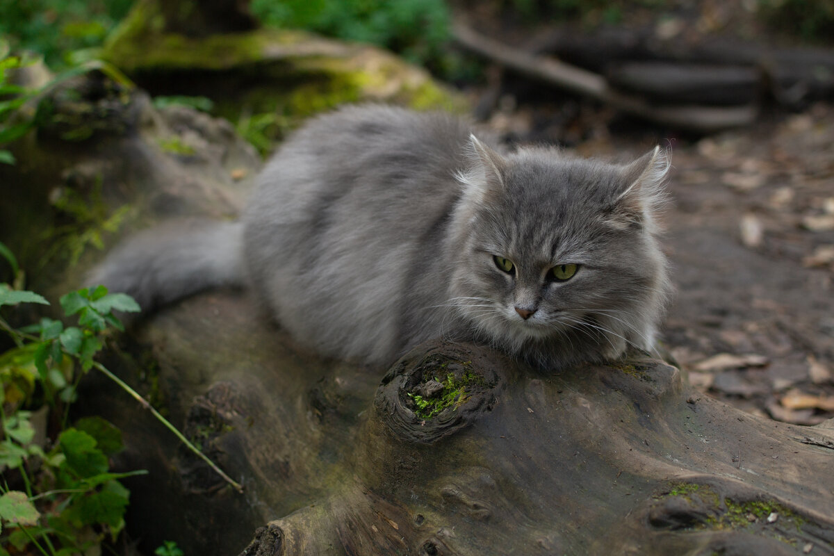 Лесной кот - Мария Корнева