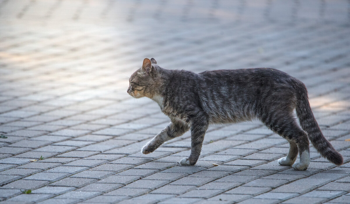 Кот, который гуляет сам-по-себе - гордый и независимый. - Владимир Безбородов