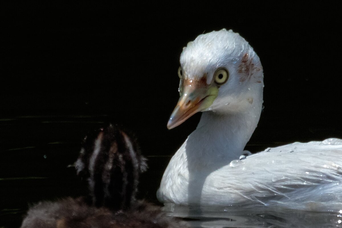 Tachybaptus ruficollis - Yudong Liu