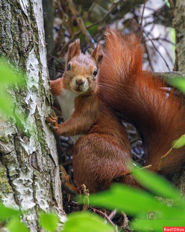 Sciurus vulgaris - Игорь Сарапулов