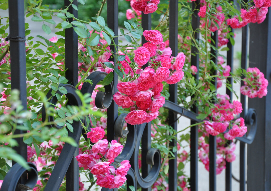 Плетистые розы на балконе