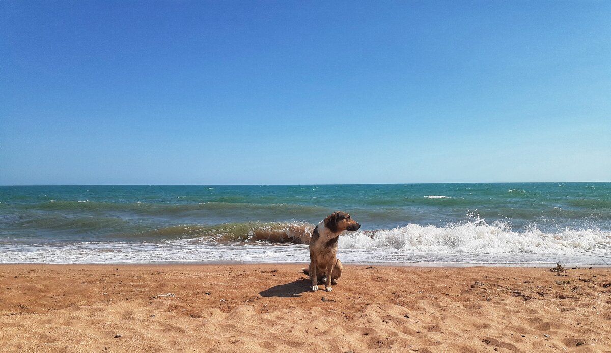 Собака и море. - Лариса Исаева