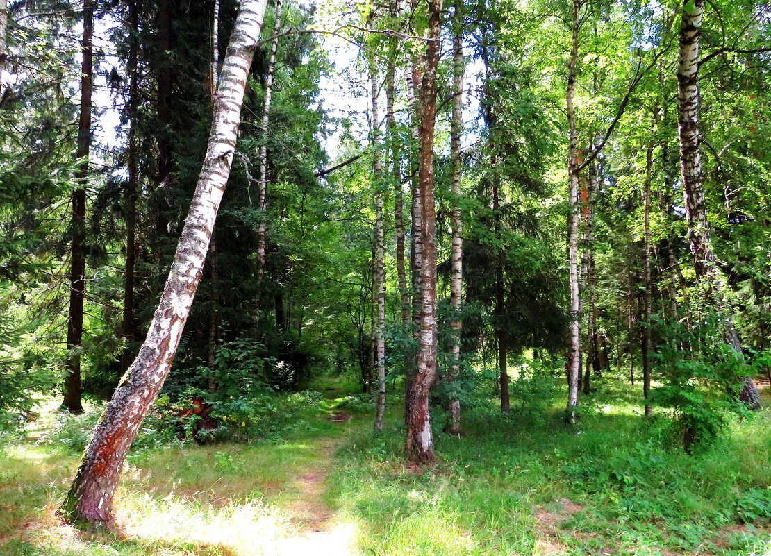Тропинка в лес - Андрей Снегерёв
