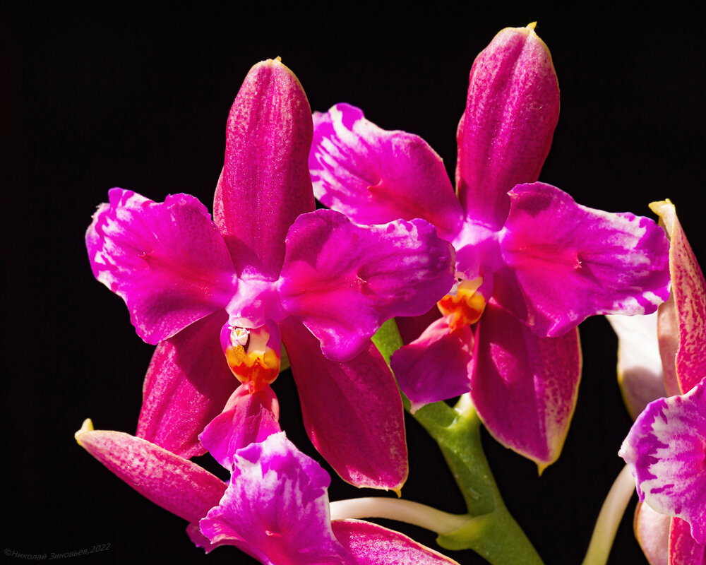 Цветение ароматной орхидеи. - Николай Зиновьев