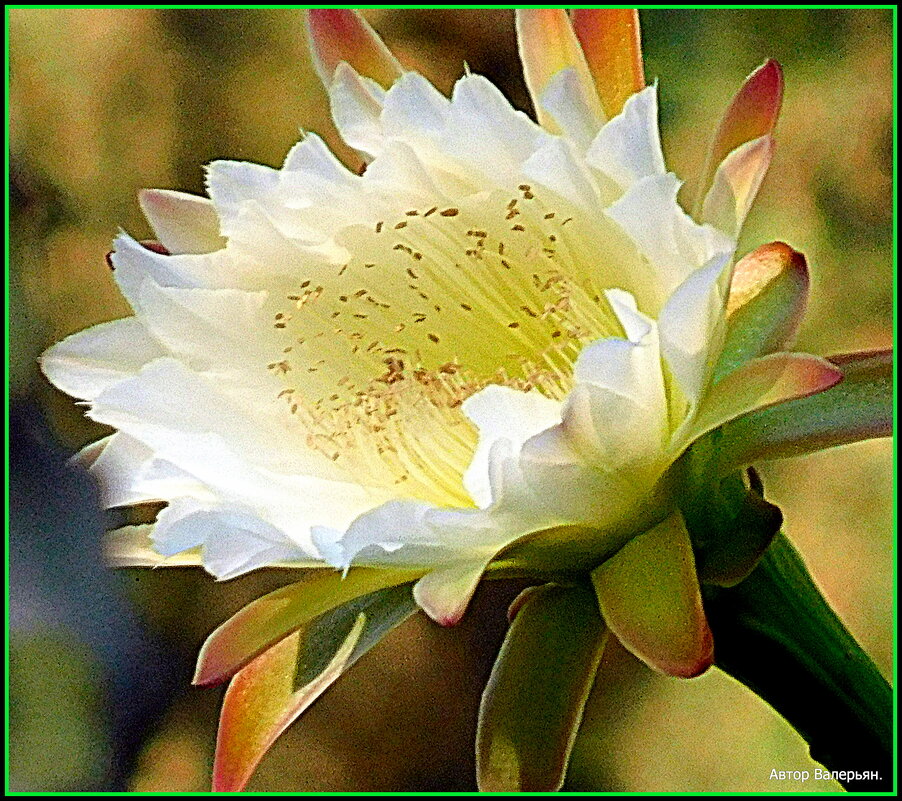 Цветок кактуса Цереус. - Валерьян Запорожченко