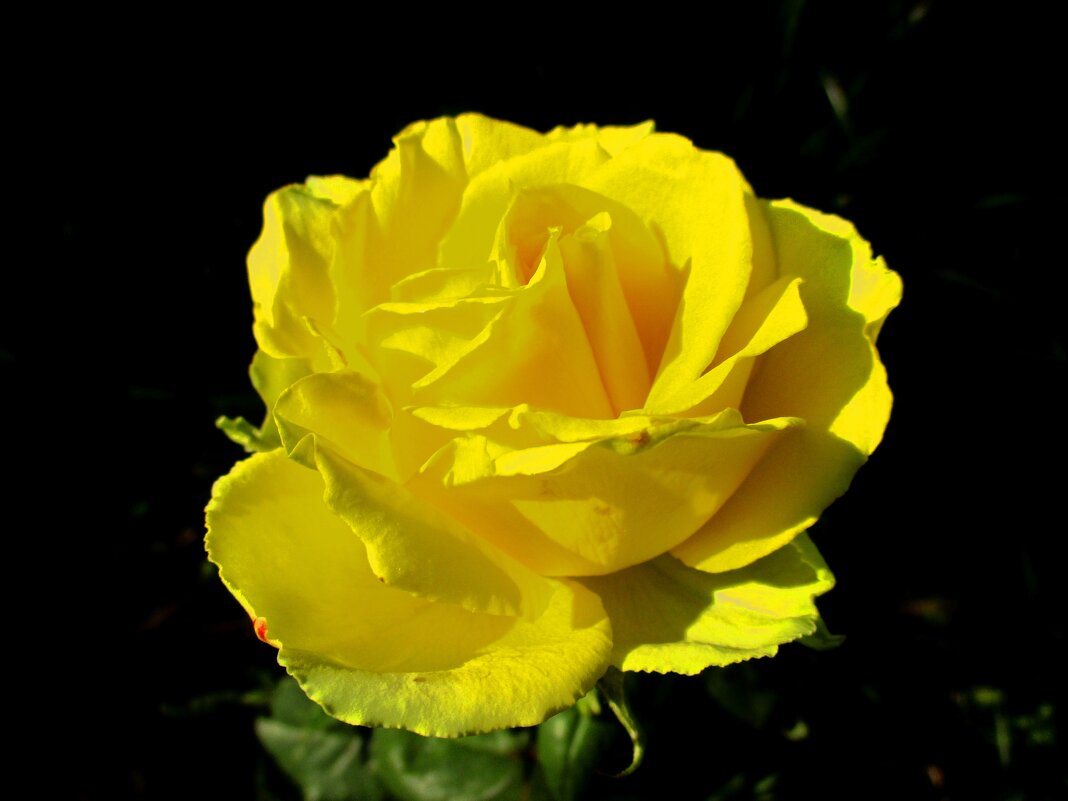 Желтая роза. - Татаурова Лариса 