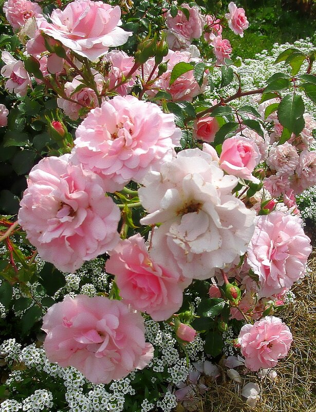 Розы цветущие, розы душистые, как вы прекрасны! - Ольга Довженко