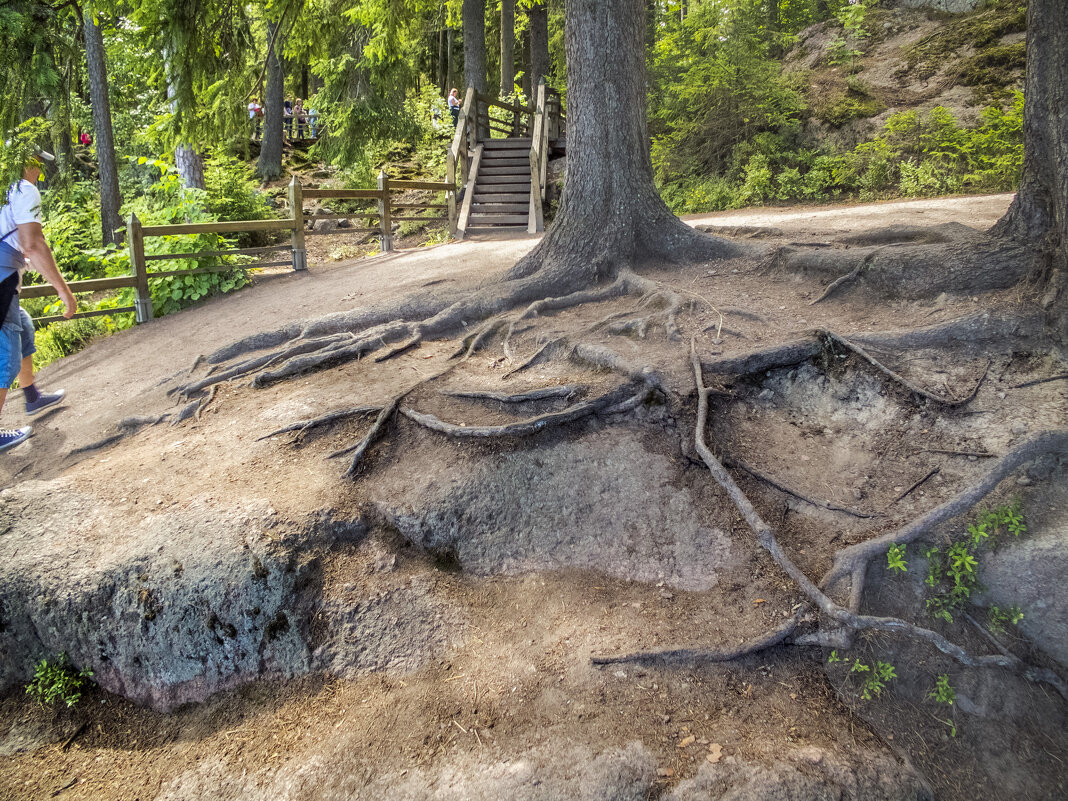 Деревья успешно пытаются ухватиться и укрепиться корнями за голые скалы - Стальбаум Юрий 