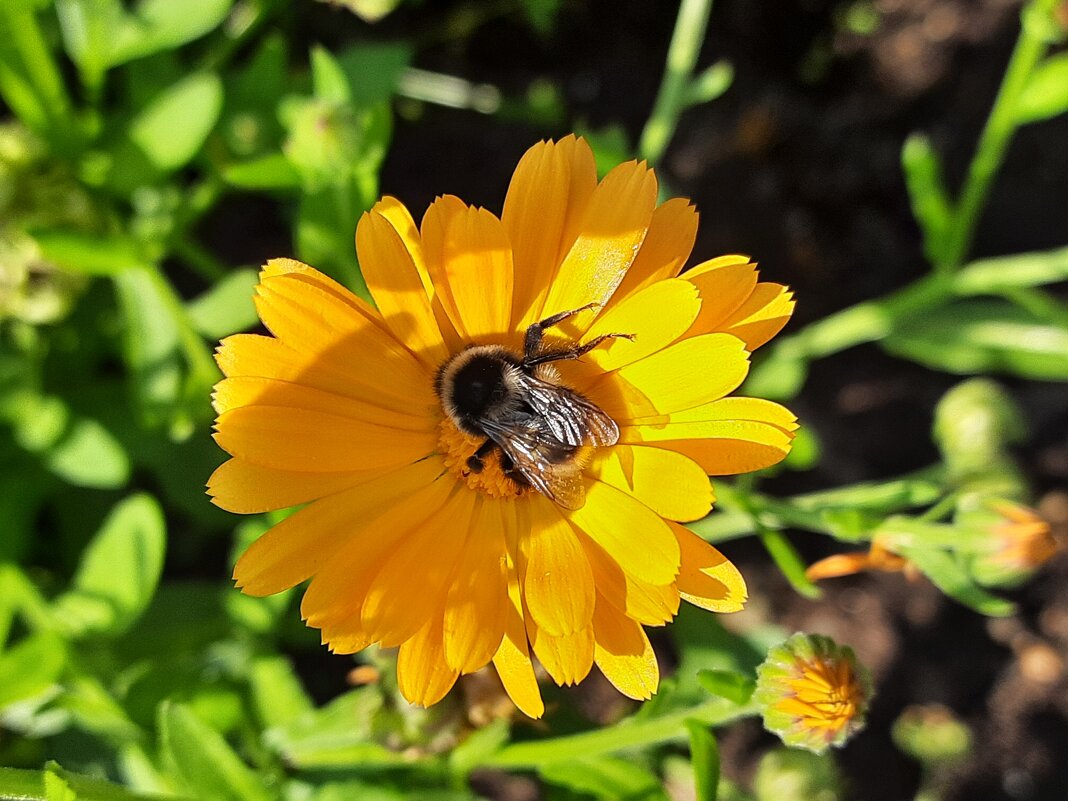 Пчела и календула - Виктор 