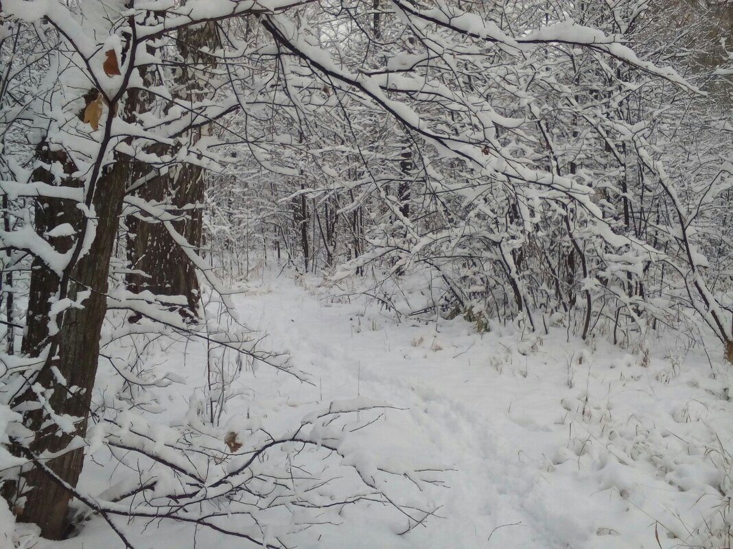 Зимний лес - Павел Накоряков