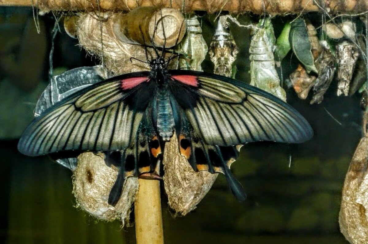 на выставке живых бабочек - Елена Шаламова