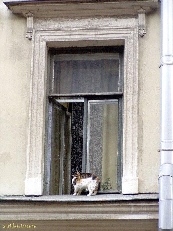 Кот в окне. СПБ - vadim 