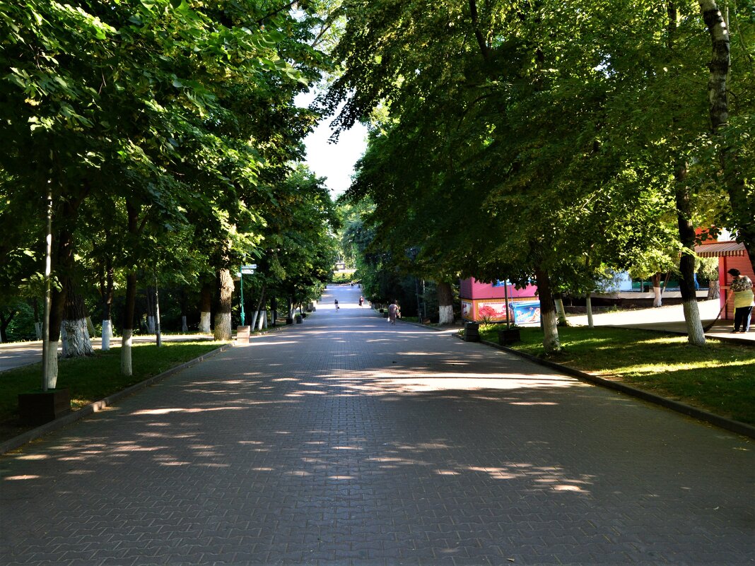 Ростов-на-Дону. Центральная аллея парка им. Горького летним утром. - Пётр Чернега