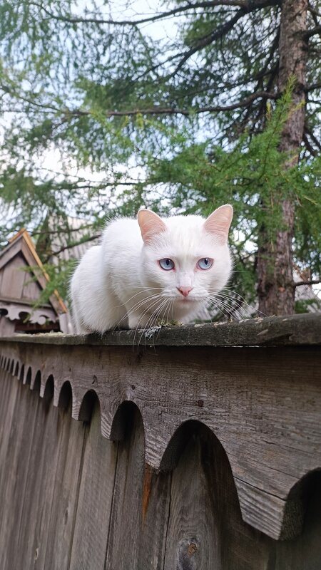 Встречный кот - Ульяна Северинова Фотограф