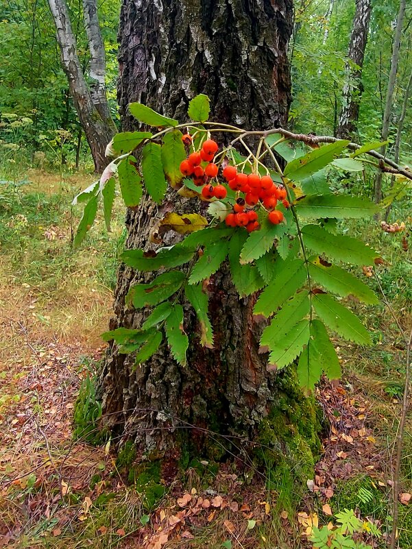 Русский лес - Светлана Фролова