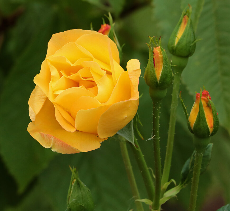 Августовская роза - Светлана 
