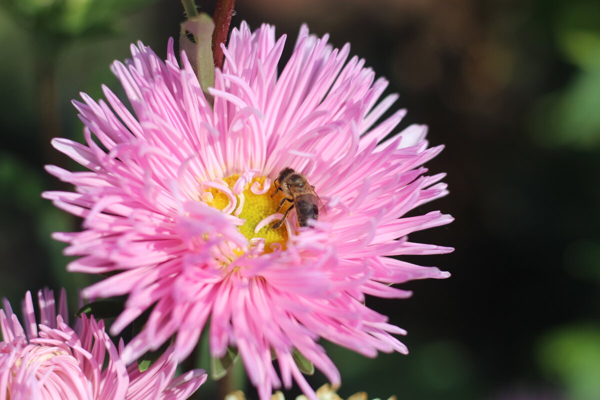 Пчёлка села на цветочек,чтобы взять пыльцы кусочек.И нектар его глотнуть.Нагрузившись к улью в путь - Алёна Писарева