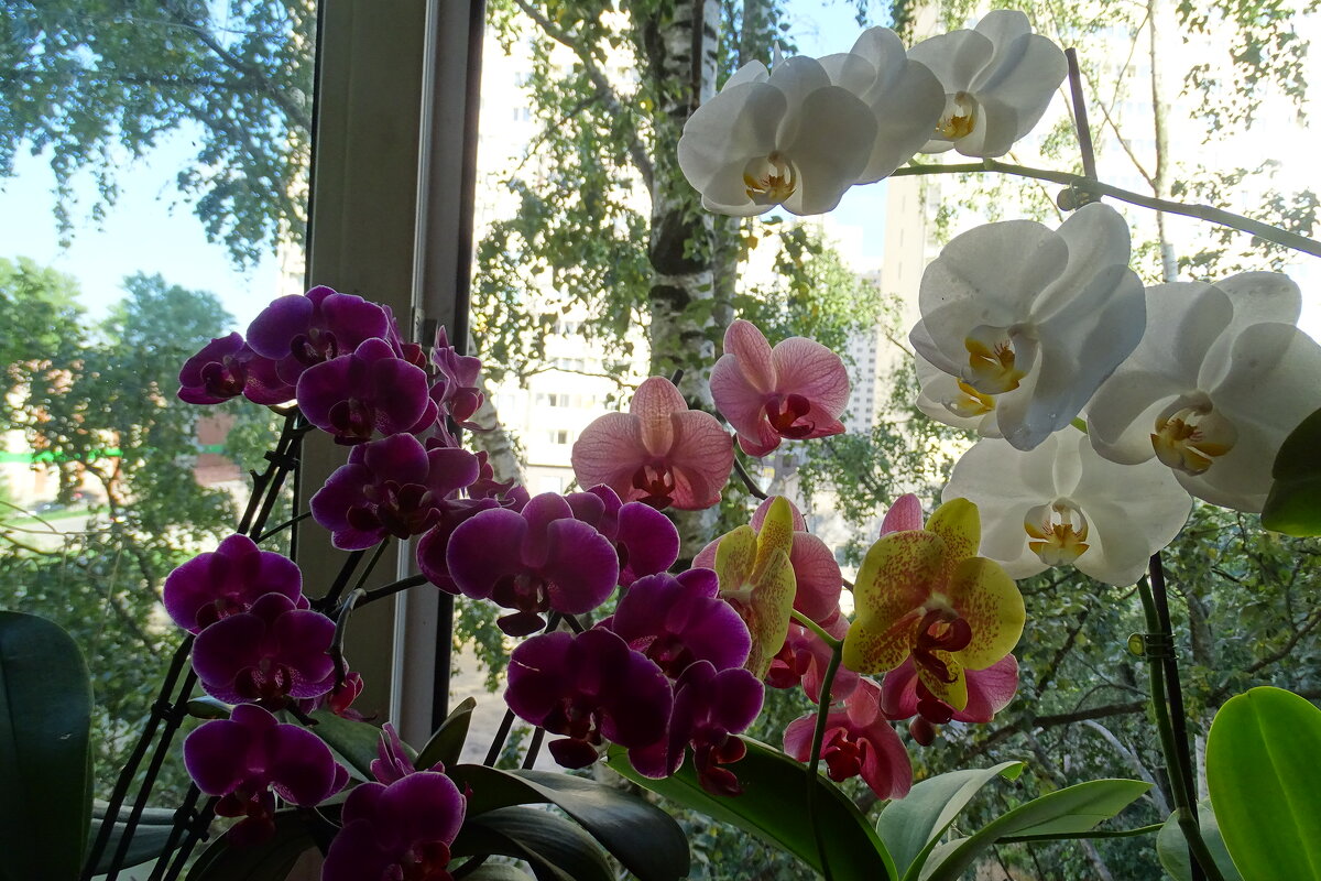 Вечер с орхидеями! - Anna-Sabina Anna-Sabina