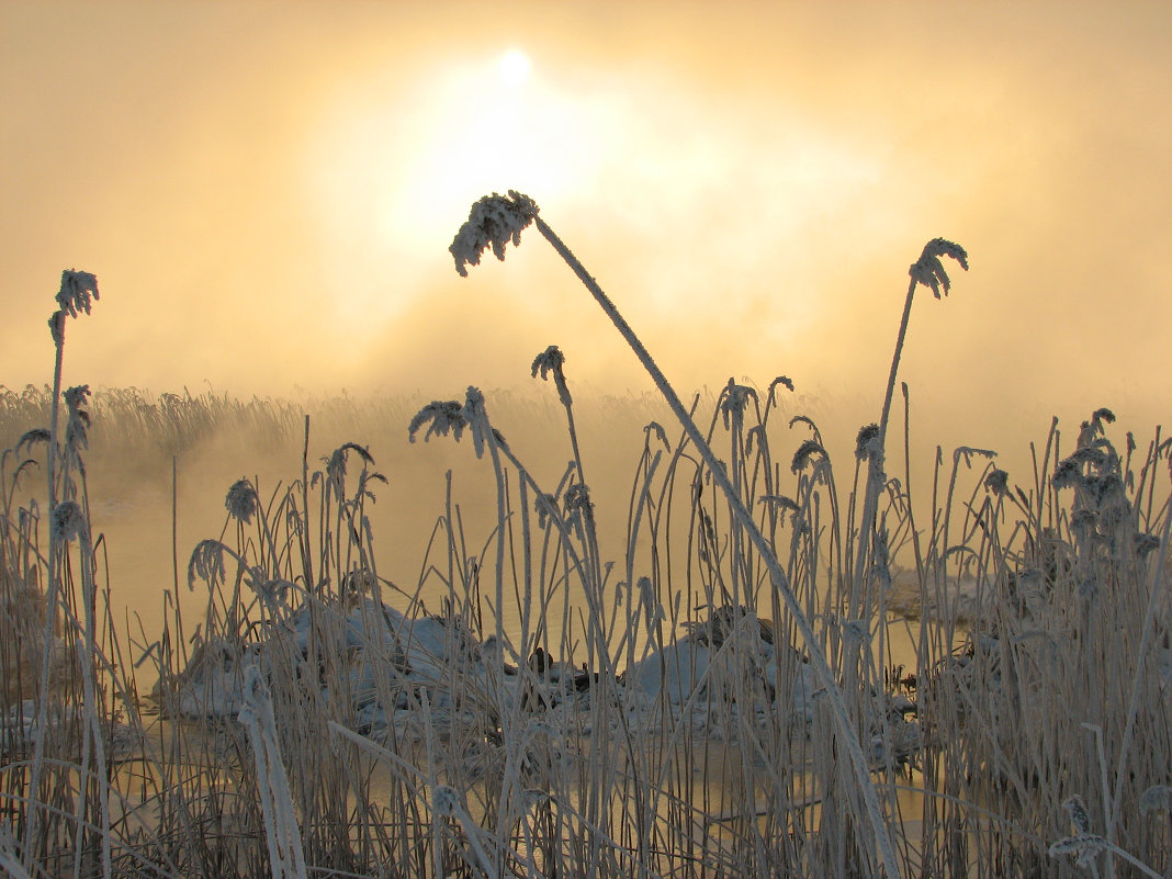 Солнце в тумане над болотом - максим лыков
