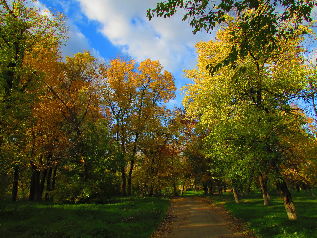 осень в парке - Marina Timoveewa