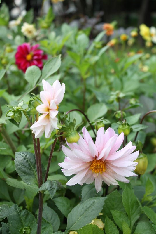 September flowers - Елена Савельева