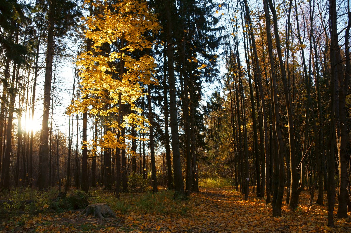 Осень - Панова Ольга