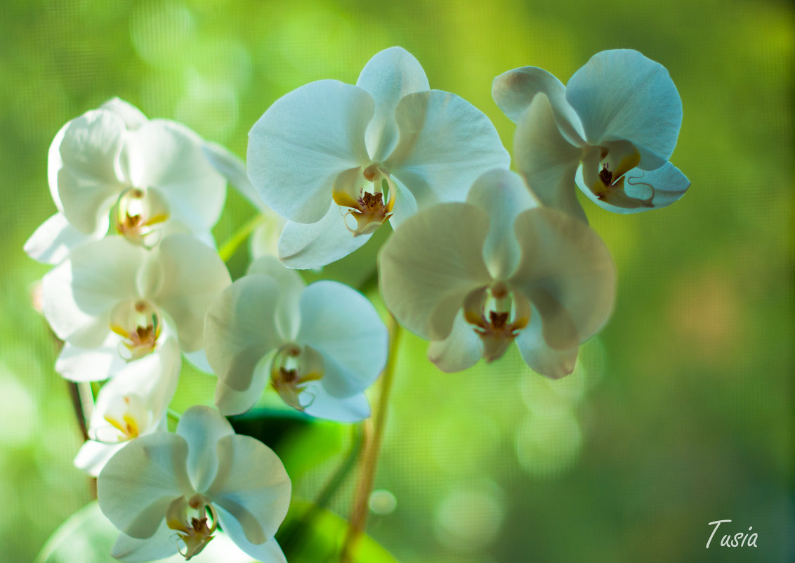 Orchid - Наталия Ботвиньева
