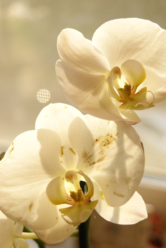 Орхидея - Dasha Ald