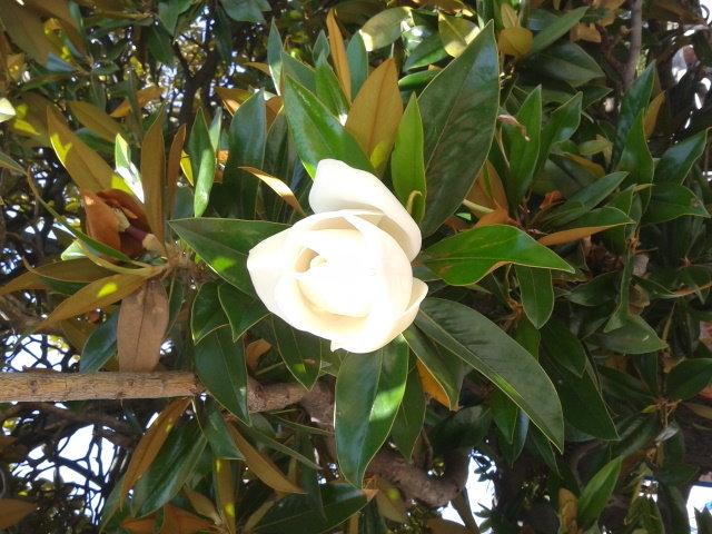 Magnolia - Ляйсан 