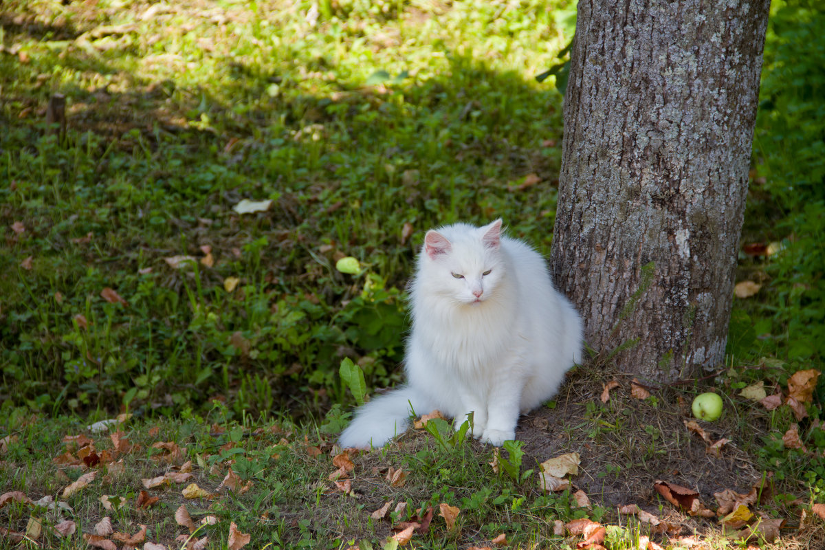 кот - Roman Demidov