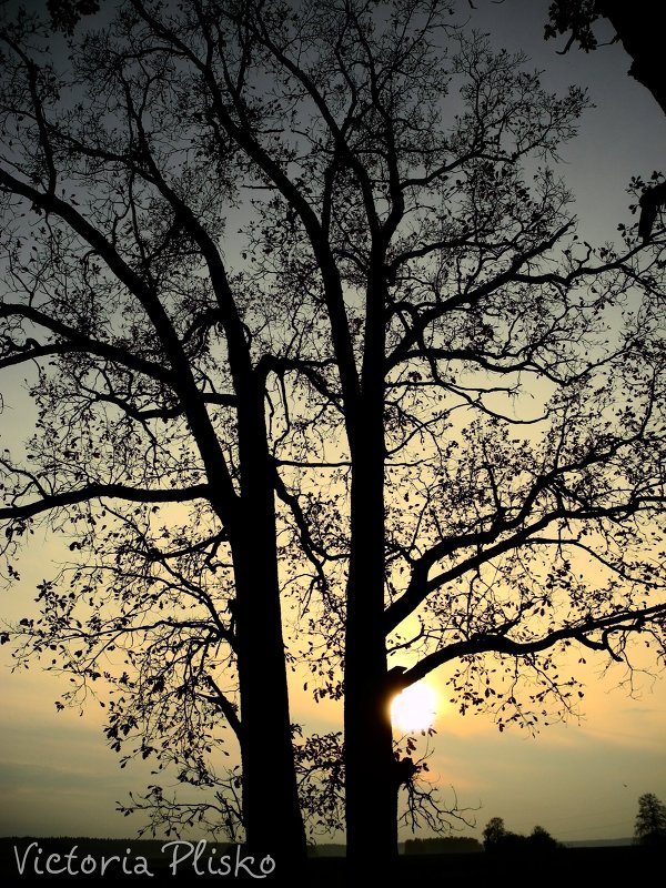 Дерево на закате. - Виктория Александровна