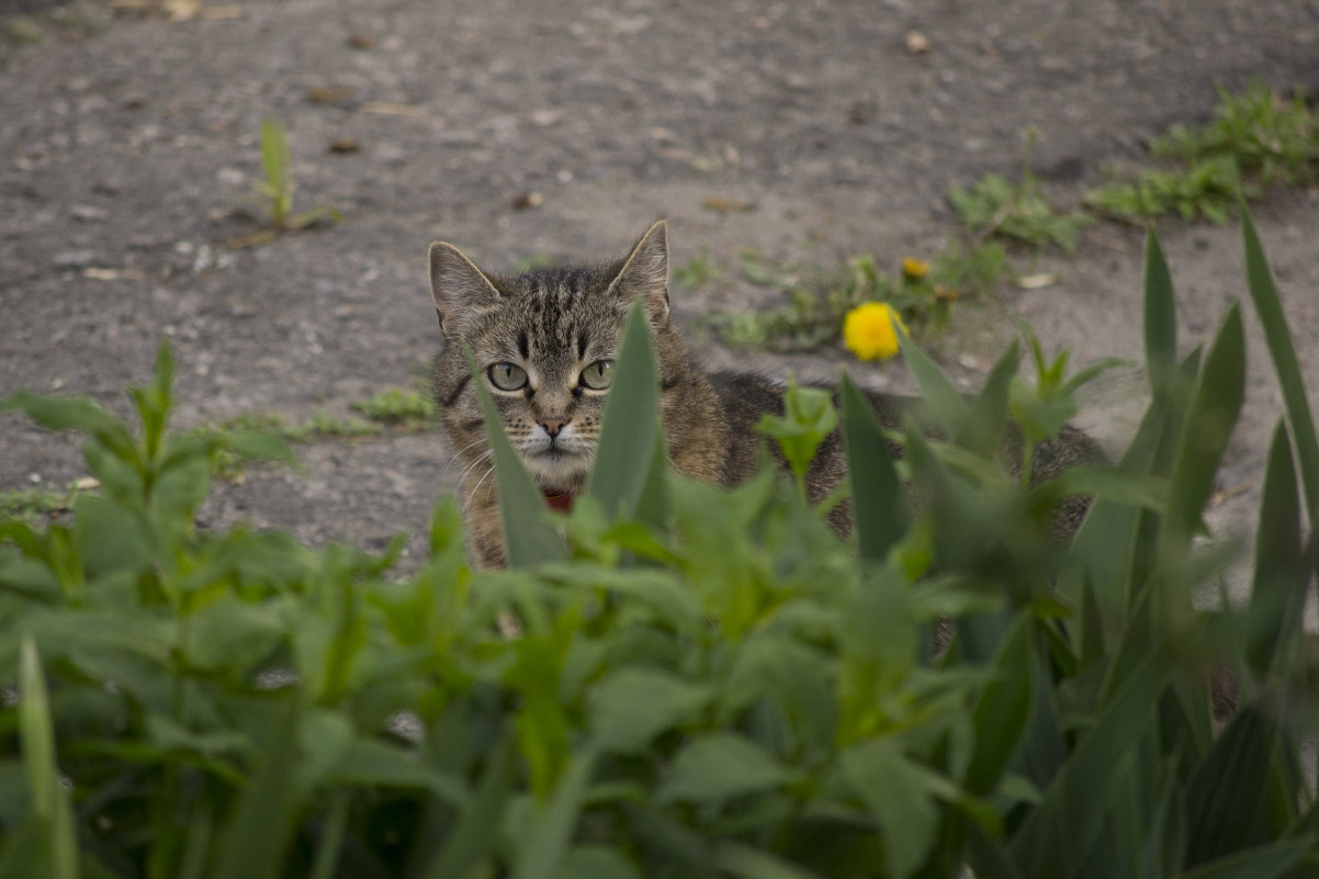 Котейка - Богдан Петренко