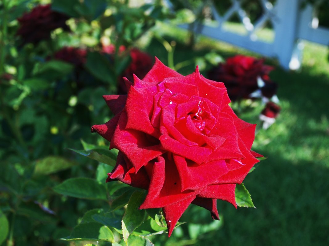 красная роза - Ира Днепровская