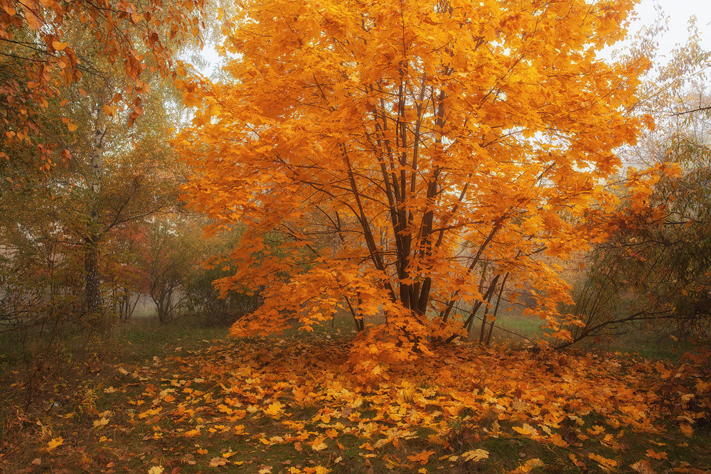 На ковре из жёлтых листьев   в платьице простом... - Олег Самотохин