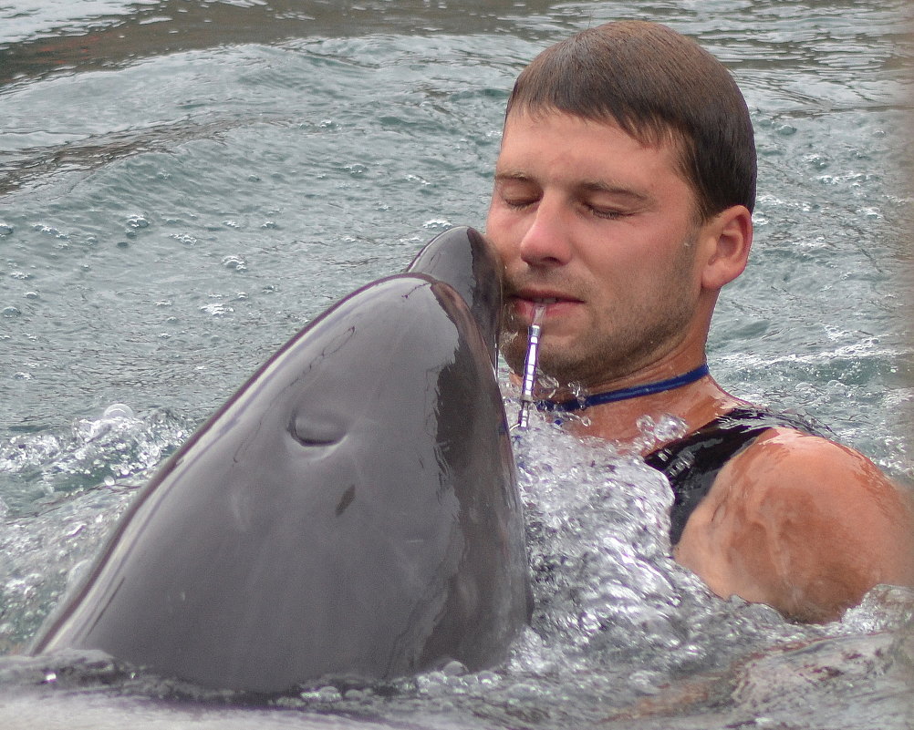 Поцелуй дельфина - Константин Жирнов