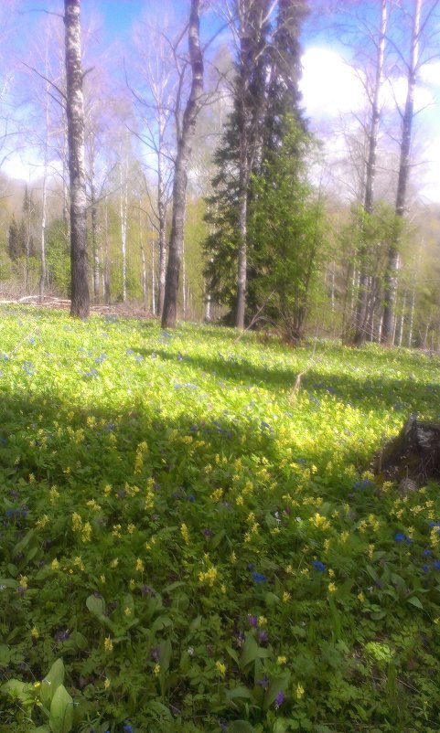 поселок Лыс - Олеся 