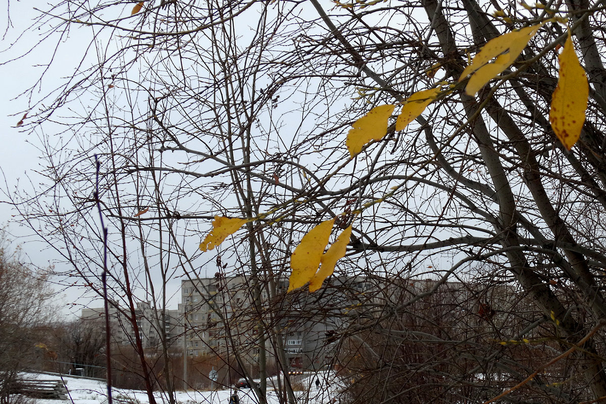 последние листочки - Людмила Романова