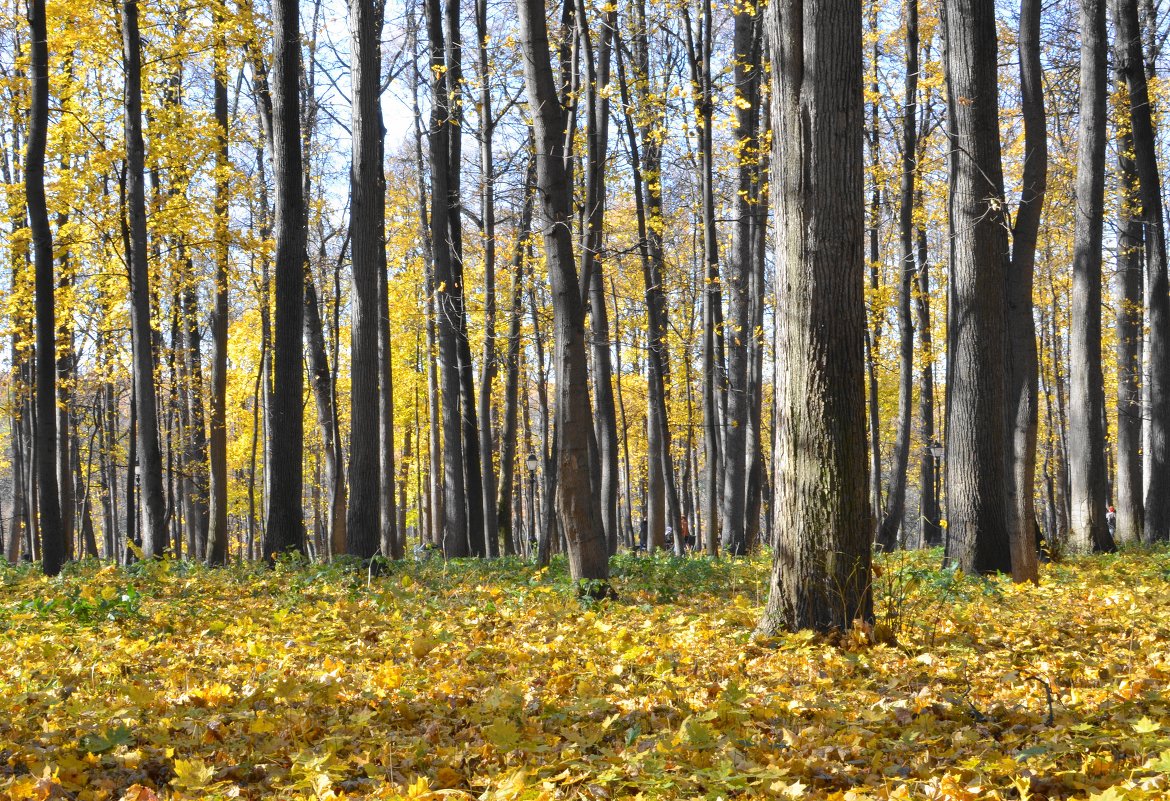 Осень, осень...,лес остыл и листья сбросил... - Ольга 