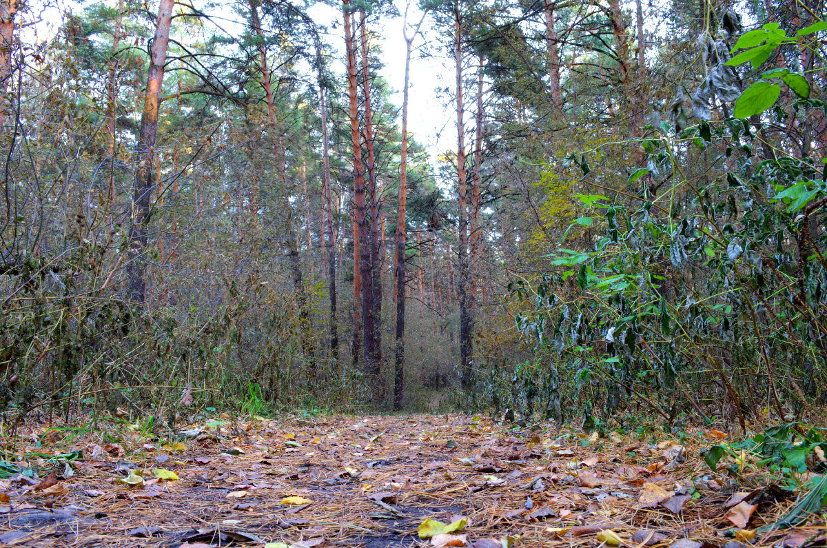Лес готовится к зиме - Антон Банков