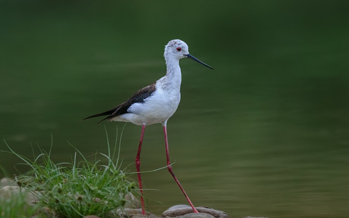 Чернокрылый песочник (английское название: Black-winged Stilt, научное название: Himantopus himantop - Yudong Liu