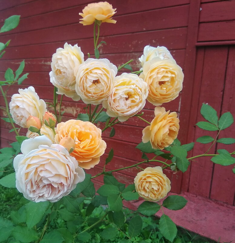 Розы моего сада - Анастасия Смирнова