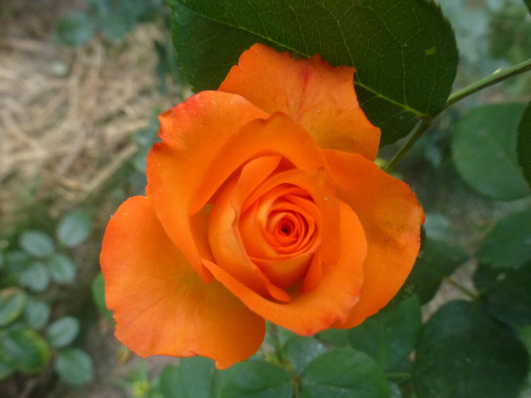 Роза оранж - Наиля 