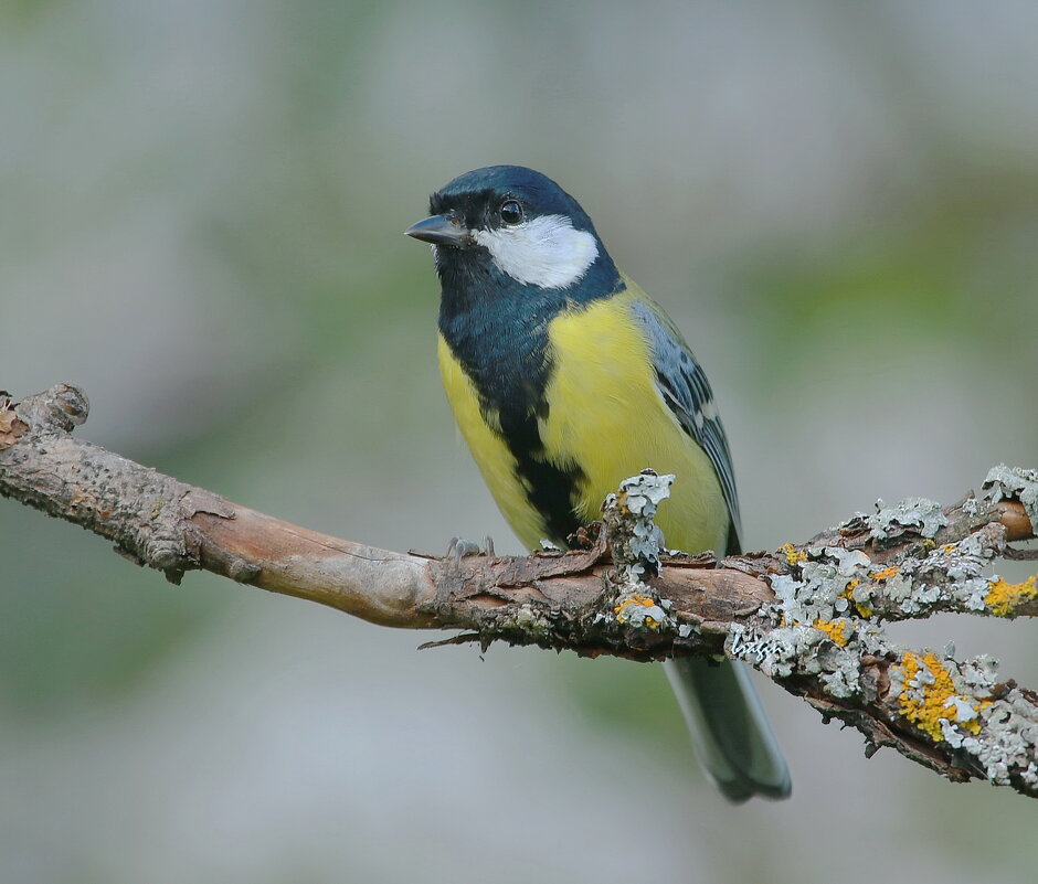 Большая синица ( лат. Parus major ) - Andrey Bragin 