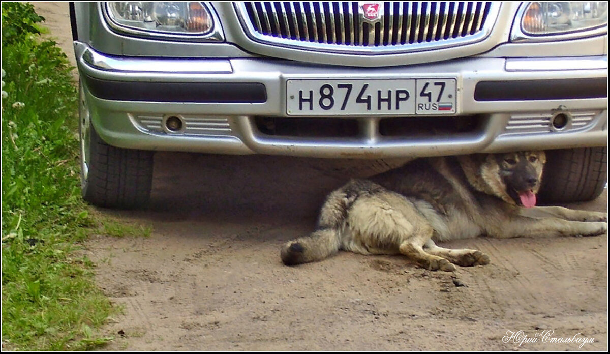 Охранник... : -) - Стальбаум Юрий 