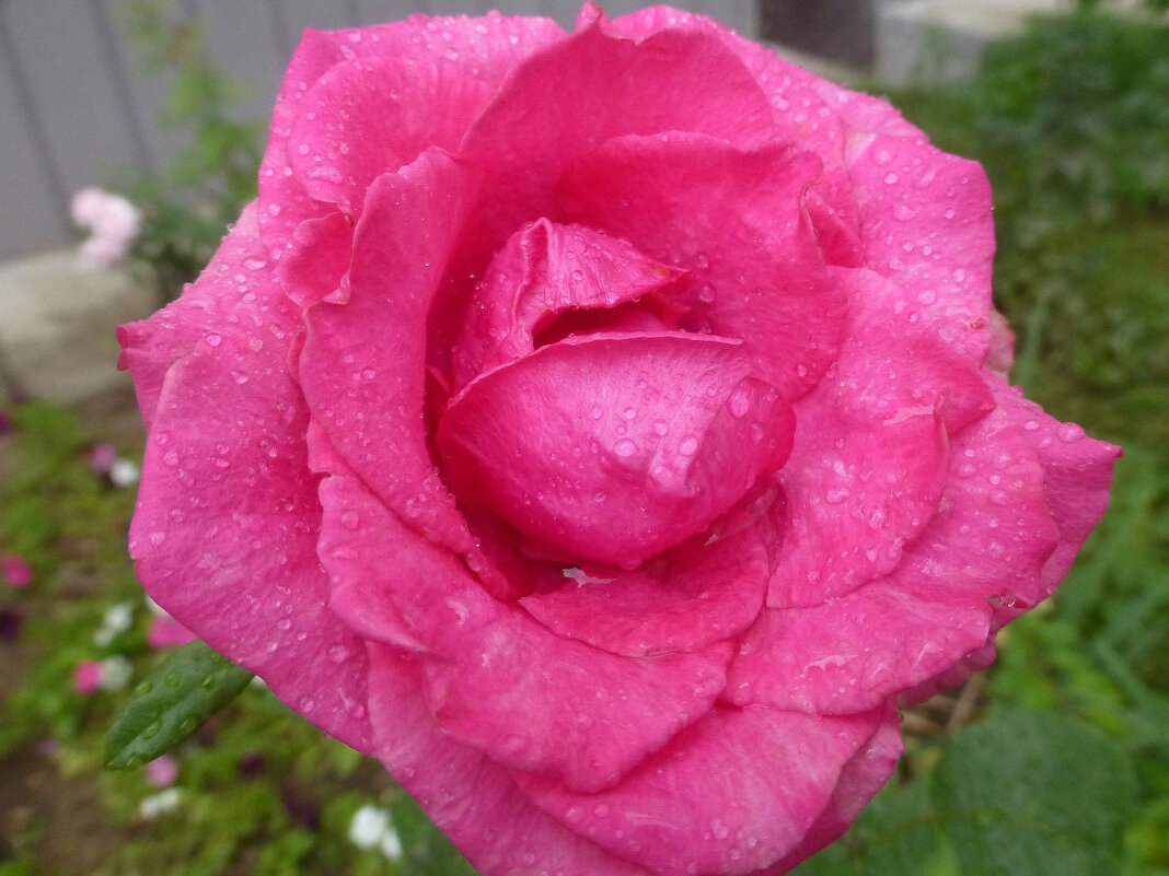 Розовая роза после дождя - Наиля 