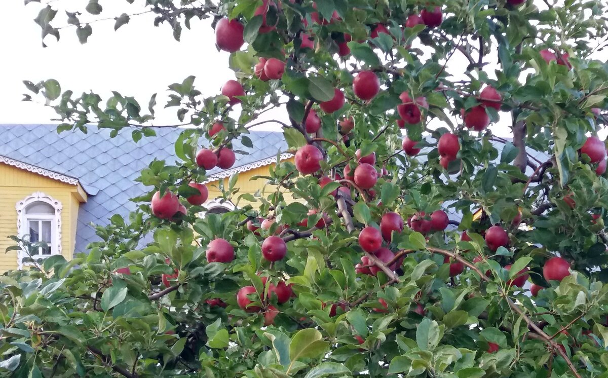 Дозревают яблоки монастырского сада - Galina Solovova